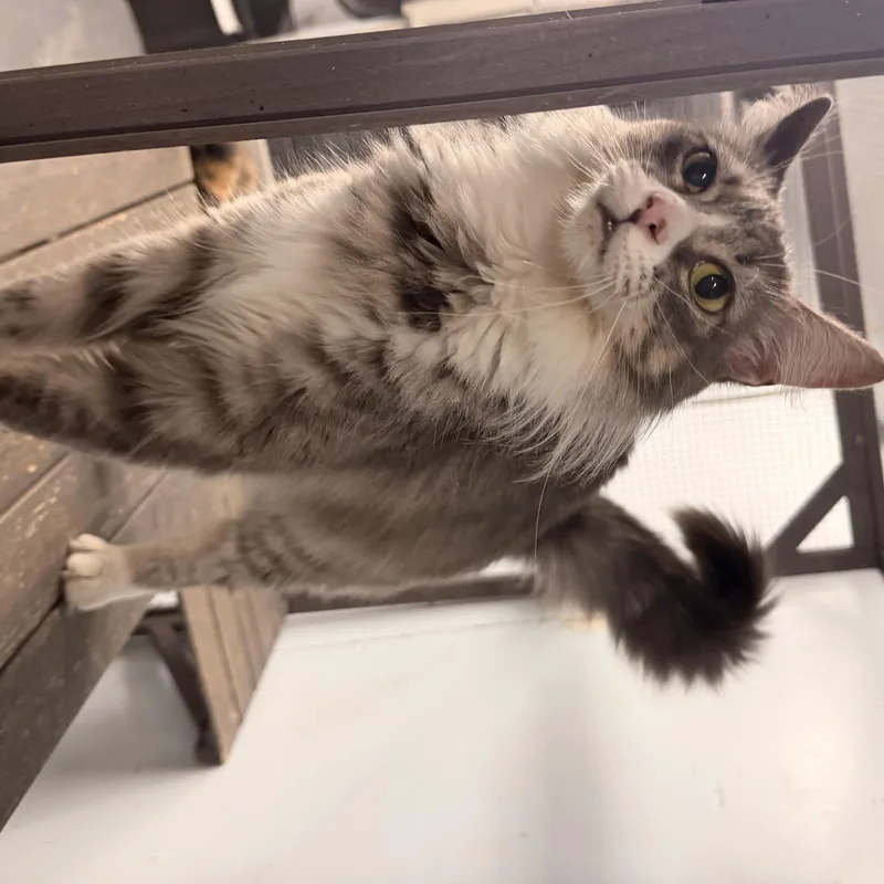 An adult small-sized female Tabby (Gray / Blue / Silver) Domestic Long Hair cat named Aspen for adoption in Leesville, LA