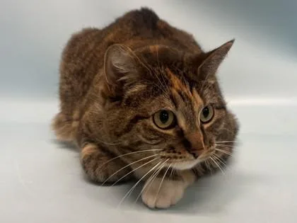 An adult small-sized female Domestic Short Hair cat named Aurora for adoption in Golden Valley, MN