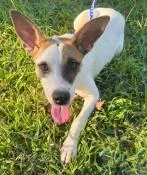 An adult medium-sized female Mixed Breed dog named Hannah for adoption in Kansas City, MO