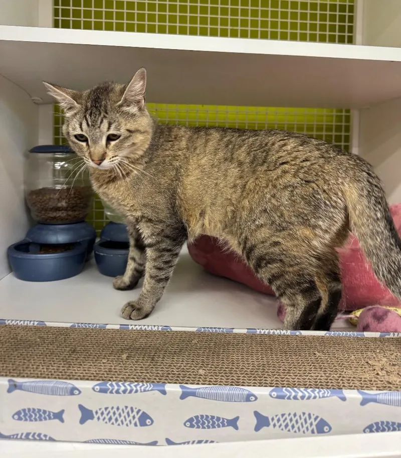 A young medium-sized female Domestic Short Hair cat named Yangmei for adoption in Fort Lupton, CO