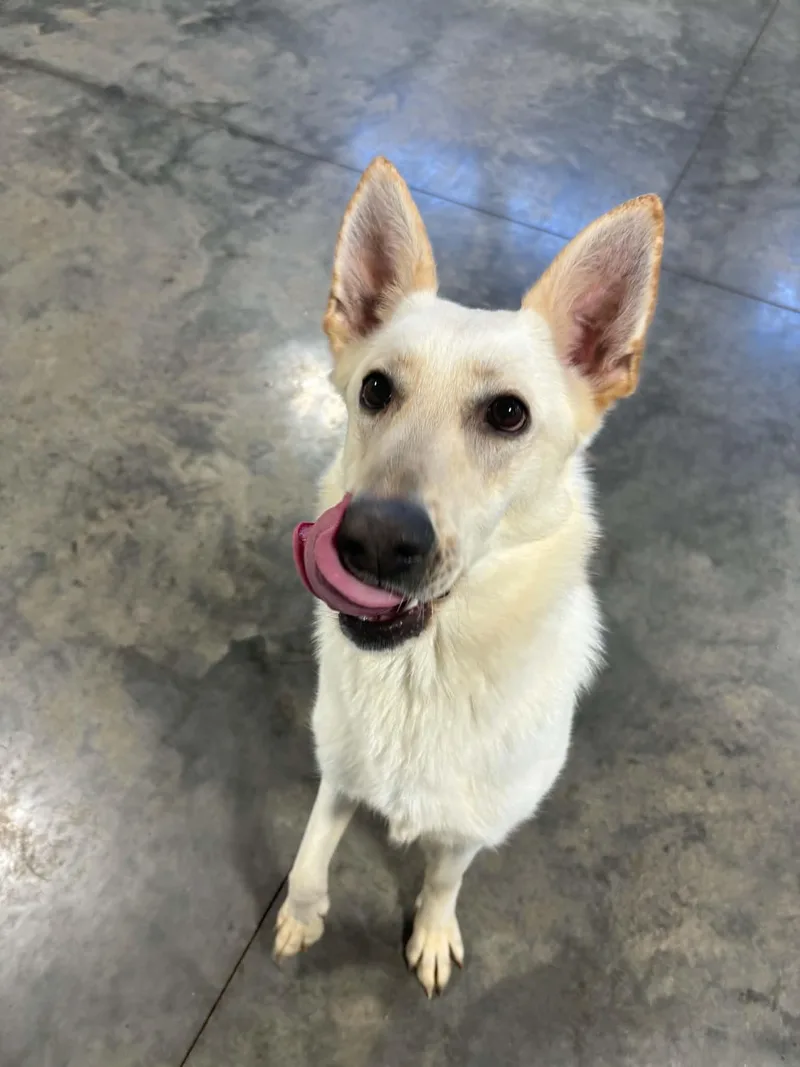 A young large-sized female German Shepherd Dog dog named Nilla for adoption in Cedar Rapids, IA