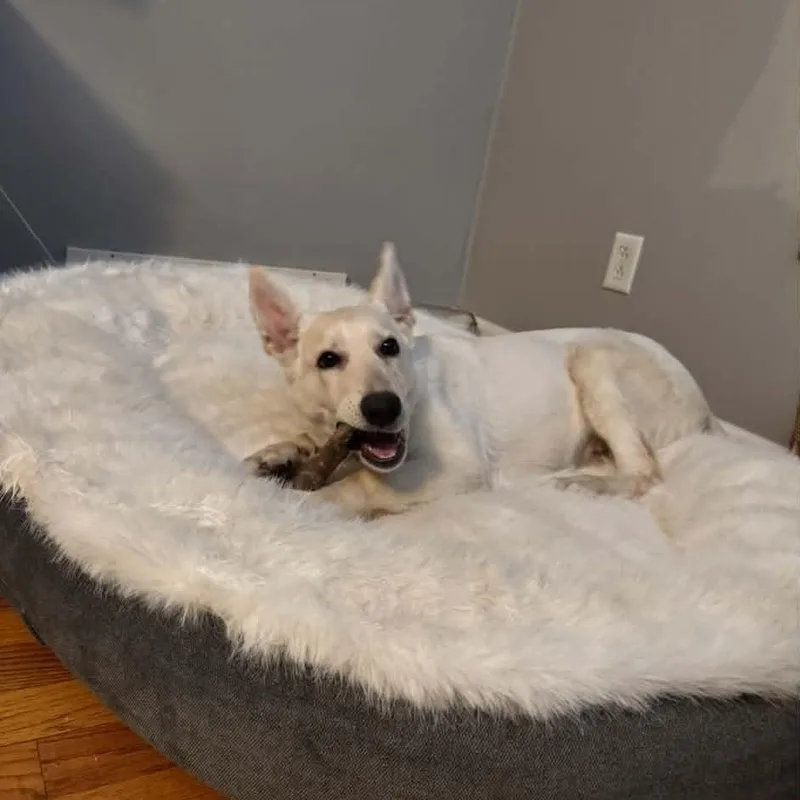 Nilla thumbnail 2
