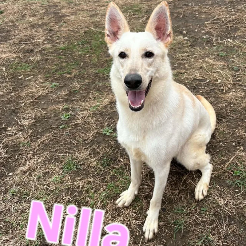 Nilla thumbnail 4