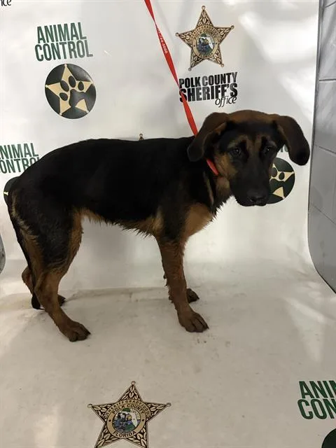 A young medium-sized female German Shepherd Dog dog named Aly for adoption in Winter Haven, FL