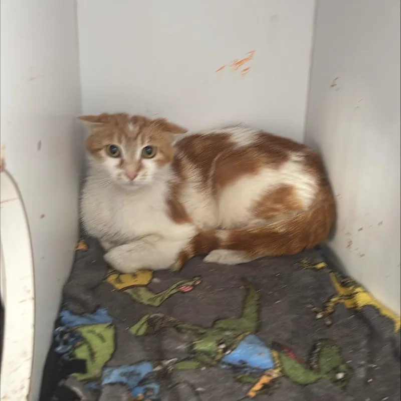A young small-sized female Orange / Red Domestic Short Hair cat named Banh Mi for adoption in Kanab, UT
