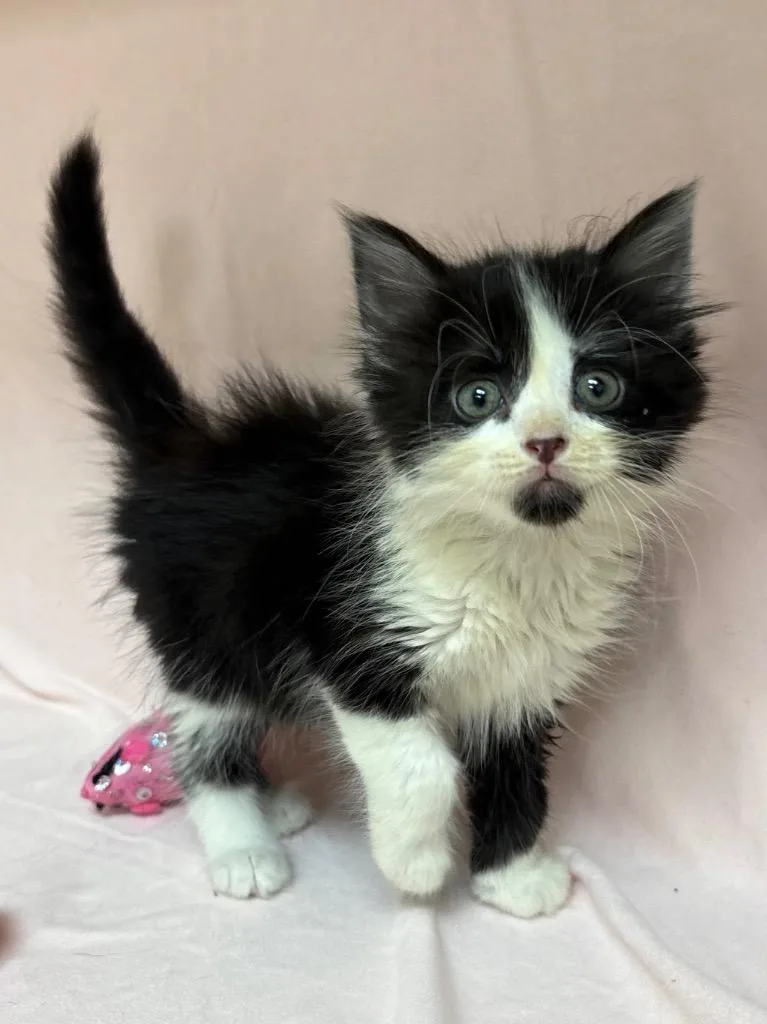 A baby medium-sized female Domestic Short Hair cat named Panda for adoption in Greeneville, TN