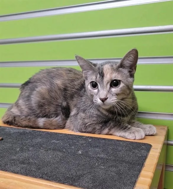 A young small-sized female Domestic Short Hair cat named Precious for adoption in Saint Peters, MO