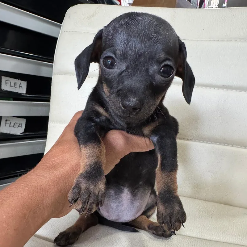 Chiweenie Lilly