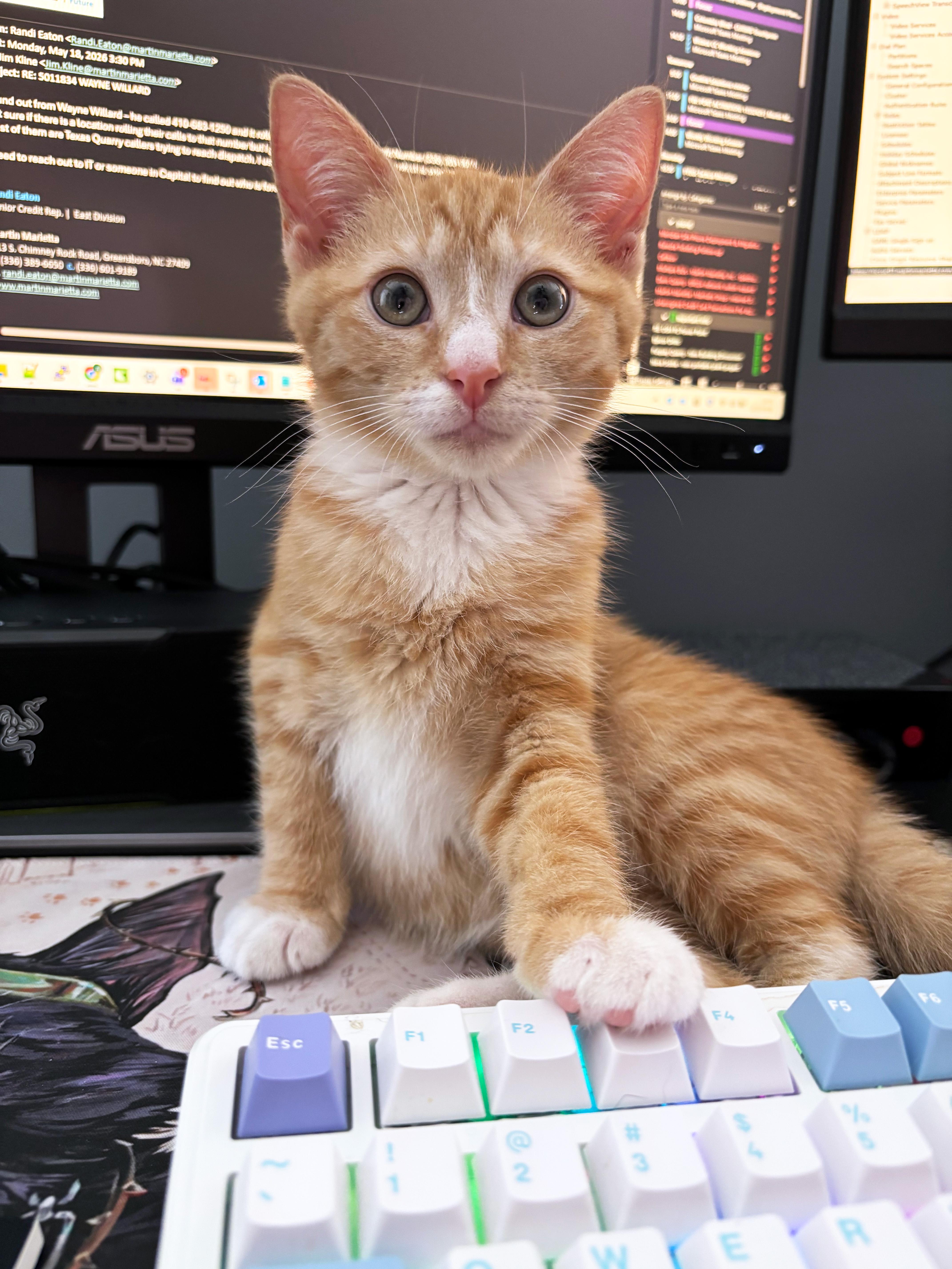 A baby medium-sized male Tabby (Orange / Red) Domestic Short Hair cat named Sandstone for adoption in Apex, NC