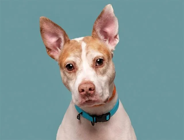 An adult small-sized male Feist dog named Kurt for adoption in Saint Louis, MO