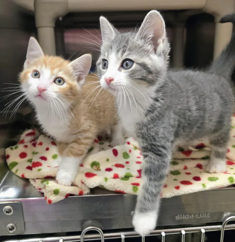 A baby large-sized male Tabby (Orange / Red) Domestic Short Hair cat named Stitch & Gizmo for adoption in Amityville, NY