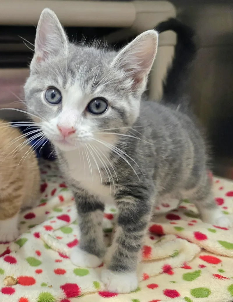 Stitch &  Gizmo thumbnail 2