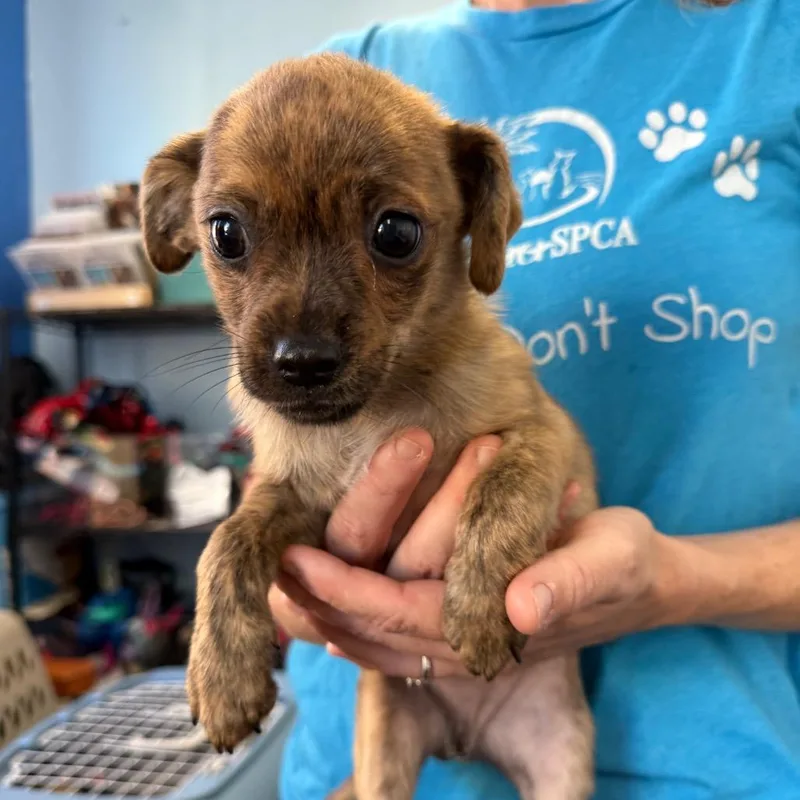 A baby small-sized male Brindle Chihuahua dog named Tarot for adoption in Wahiawa, HI