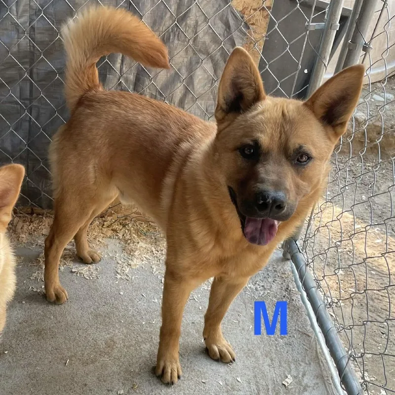 An adult medium-sized male Apricot / Beige Chow Chow dog named Manny for adoption in Tacoma, WA