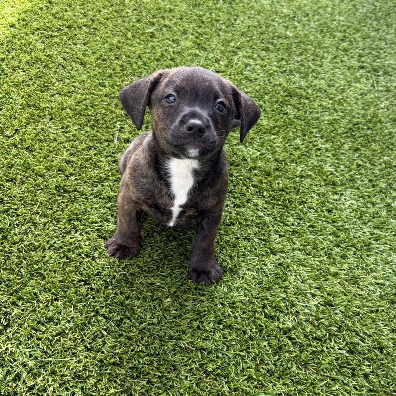 A baby small-sized male Mixed Breed dog named Avis for adoption in LOXAHATCHEE, FL