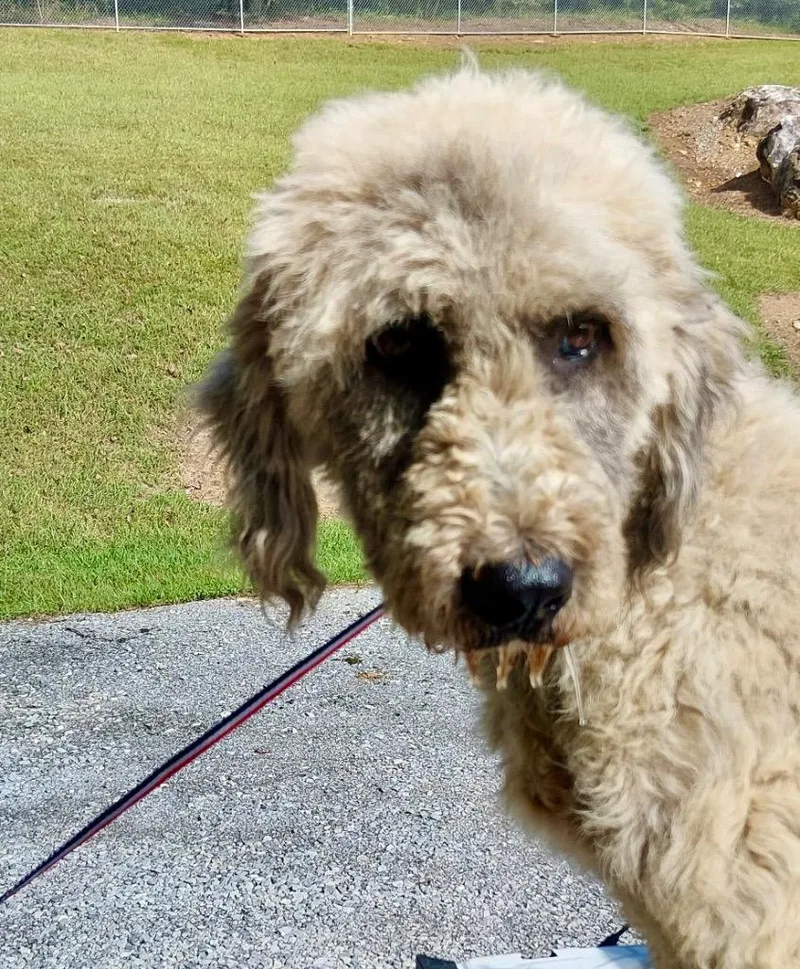 An adult large-sized male Poodle dog named Bernardo AC for adoption in Greeneville, TN