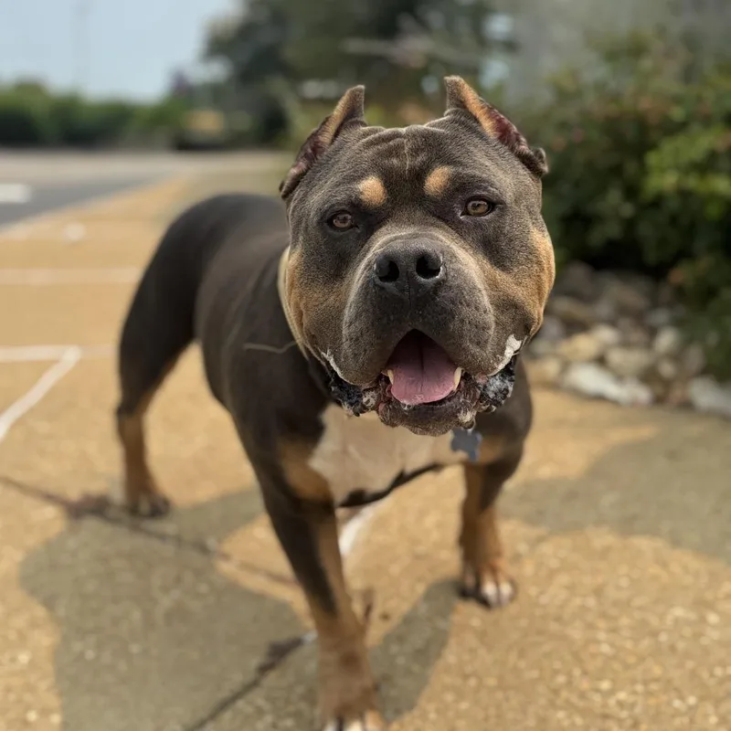 An adult large-sized male Gray / Blue / Silver Staffordshire Bull Terrier dog named Iversen for adoption in Chesapeake, VA