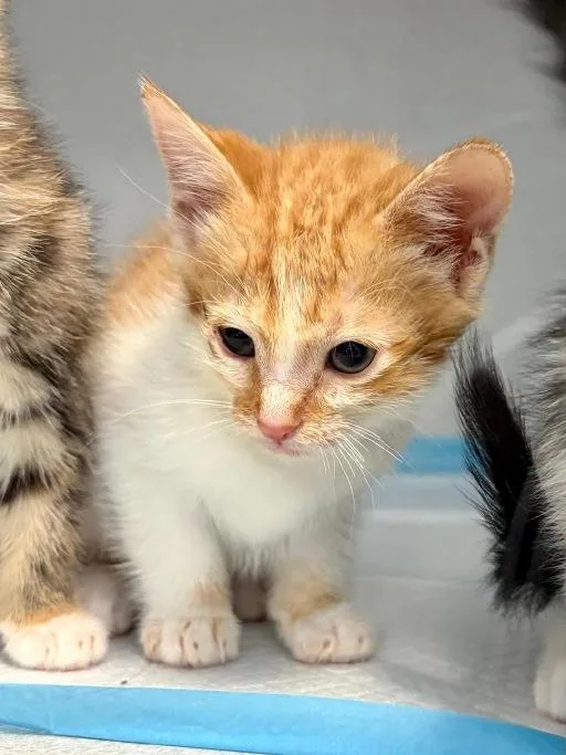 A baby medium-sized male Orange & White Domestic Short Hair cat named Momiji for adoption in Winter Haven, FL