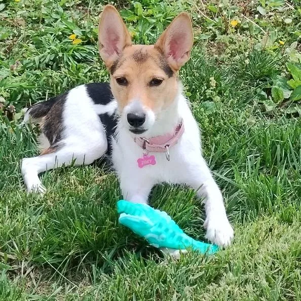 Zoey Aka Bunny thumbnail 3