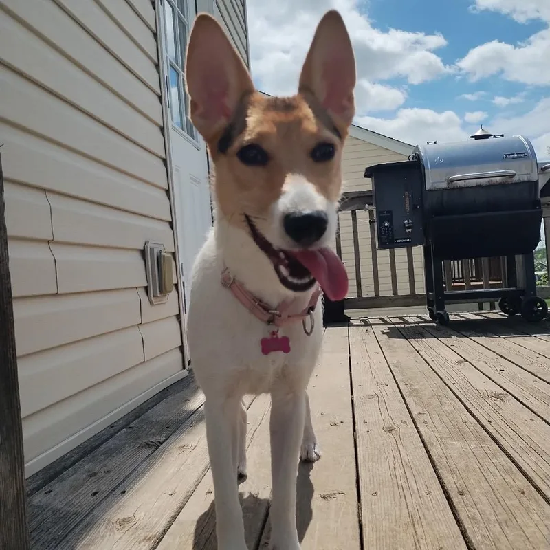 Zoey Aka Bunny thumbnail 5