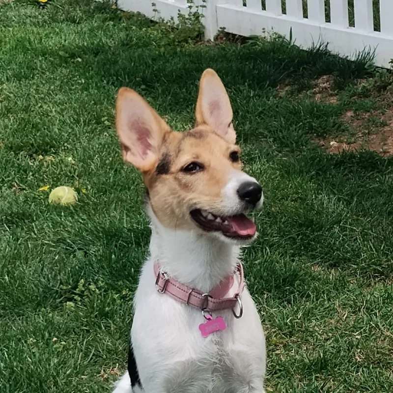 Zoey Aka Bunny thumbnail 6