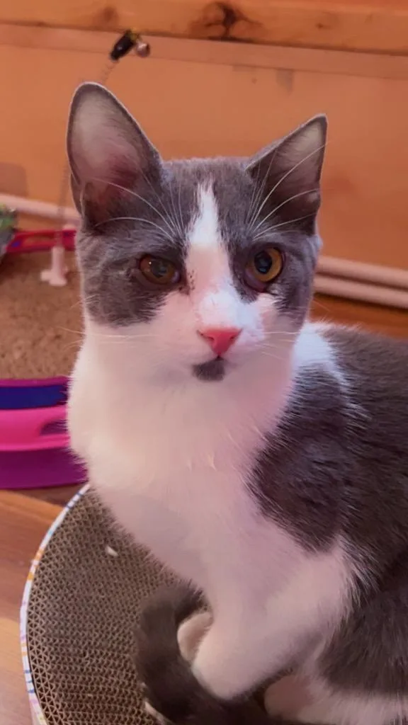 A baby small-sized female Domestic Short Hair cat named Gemini for adoption in Gorham, ME