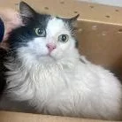 An adult large-sized female Black Domestic Medium Hair cat named Emma for adoption in St. Augustine, FL