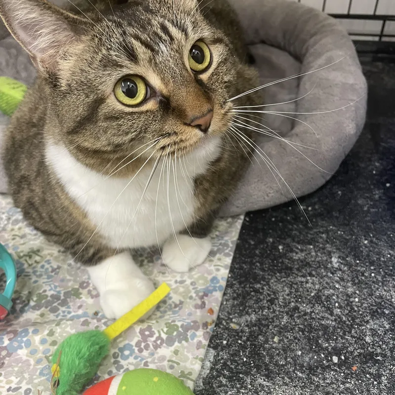 An adult medium-sized female Tiger cat named Izzy Belle for adoption in Le Mars, IA
