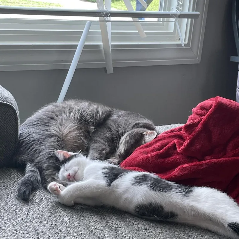 A baby small-sized female Gray / Blue / Silver Domestic Short Hair cat named Maeve for adoption in Greenwood, MO