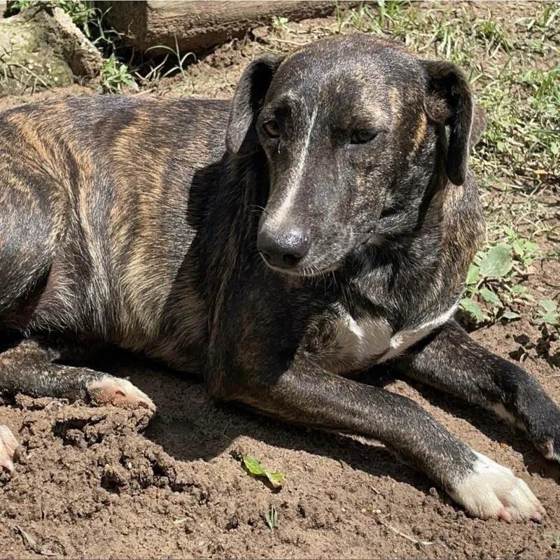 An adult medium-sized female Brindle Mixed Breed dog named Rue for adoption in Wiggins, MS