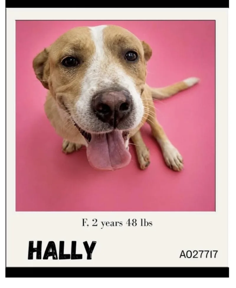 Hally