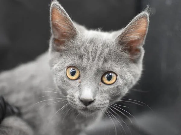 A baby small-sized male Domestic Short Hair cat named Lucky for adoption in Portland, OR