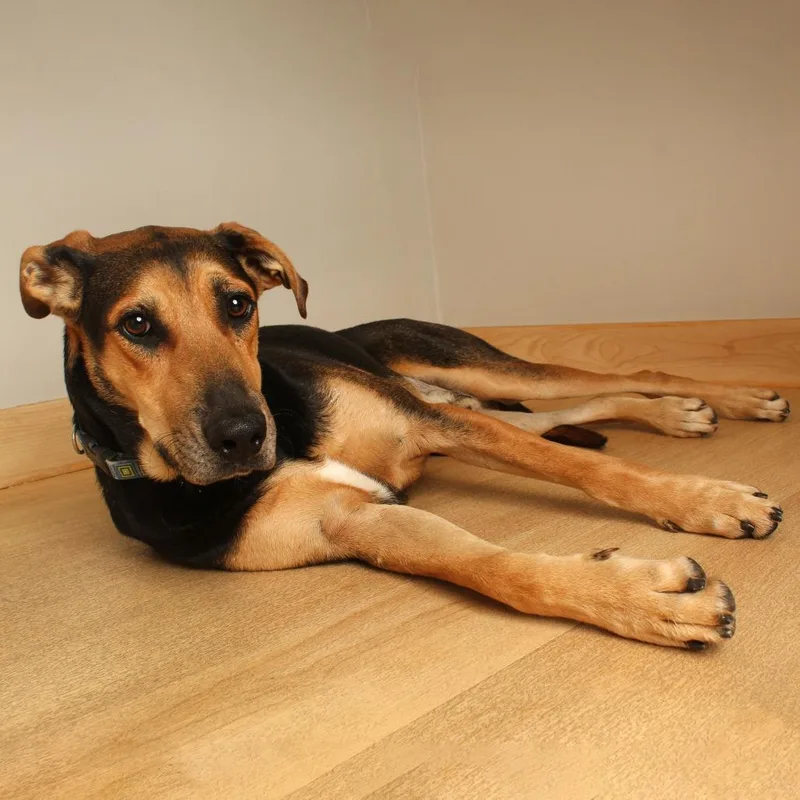 A young medium-sized male Labrador Retriever dog named Windell D for adoption in Minnetonka, MN