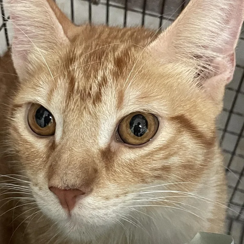 A young medium-sized male Orange / Red Domestic Short Hair cat named Binx for adoption in Edinburg, TX