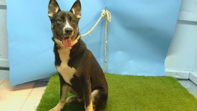 A young small-sized male Siberian Husky dog named Kong for adoption in Gardena, CA