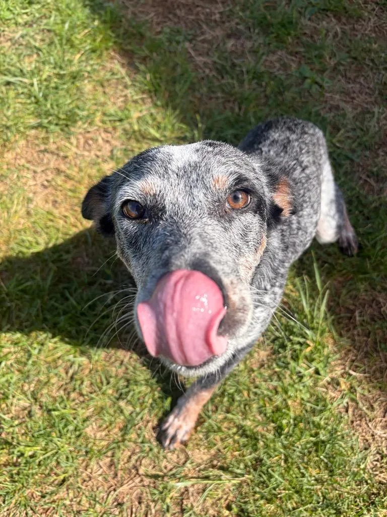 A young large-sized male Cattle Dog dog named Parker for adoption in Gallatin, TN