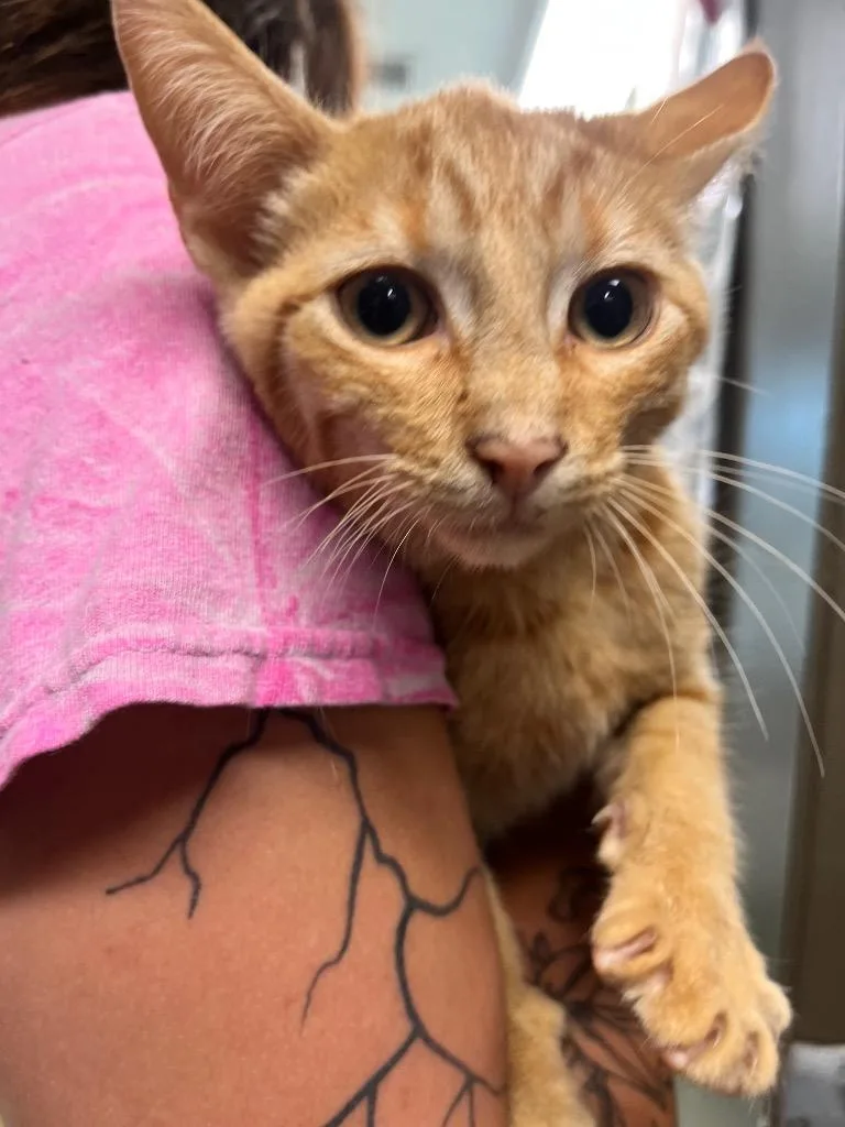 A baby medium-sized male Domestic Short Hair cat named Walter for adoption in Hopkinsville, KY