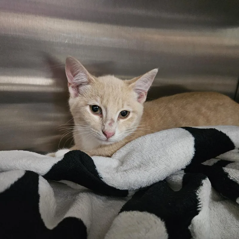 A baby small-sized male Orange / Red Domestic Short Hair cat named Micheal for adoption in Austin, TX