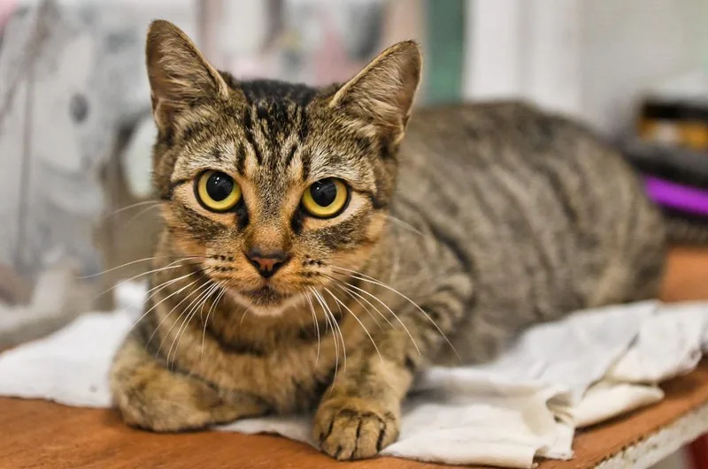 A young small-sized female Domestic Short Hair cat named Avery for adoption in St. James City, FL