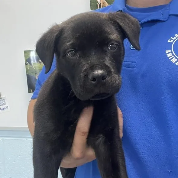 A baby medium-sized male Black Boxer dog named Shadow for adoption in Albany, NY