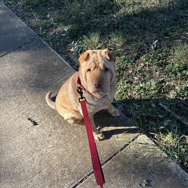 A young medium-sized female Apricot / Beige Shar-Pei dog named Solara for adoption in Pflugerville, TX