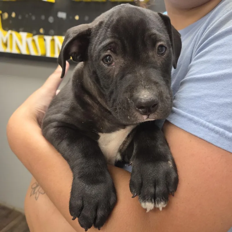 A baby small-sized male Terrier dog named Crown Blackberry for adoption in St. Louis, MO