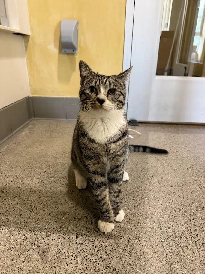 A young medium-sized male Tabby (Brown / Chocolate) Domestic Short Hair cat named Zipper for adoption in Berkeley, CA