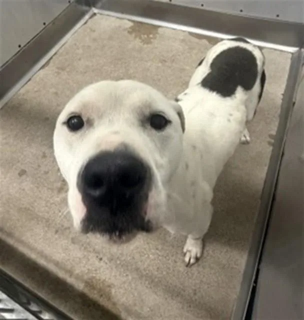 An adult medium-sized male Pit Bull Terrier dog named Happy for adoption in San Bernardino, CA