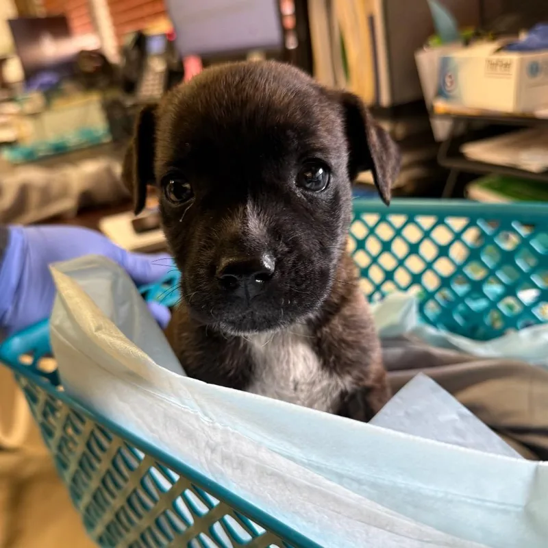 A baby small-sized male Brindle Terrier dog named Biscuit for adoption in Birmingham, AL