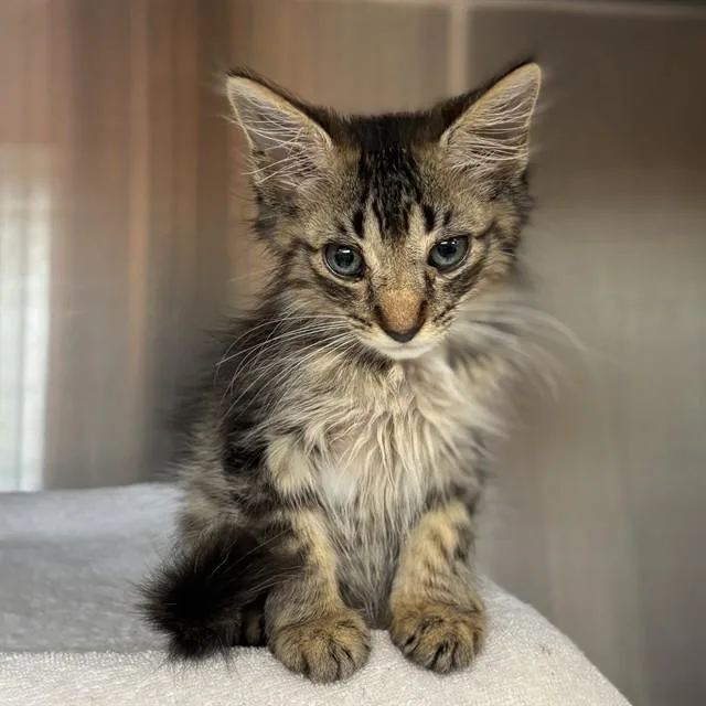 A baby medium-sized male Domestic Long Hair cat named Petey for adoption in Huntsville, AL
