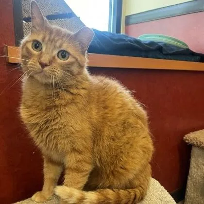 An adult medium-sized male Tabby (Orange / Red) Domestic Short Hair cat named David for adoption in Rochester, MN