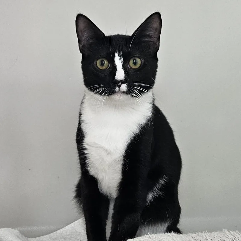 A young medium-sized male Black Domestic Short Hair cat named Fettuccini for adoption in Ridgely, MD