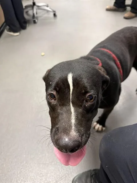 A young medium-sized female Pit Bull Terrier dog named West for adoption in Corpus Christi, TX