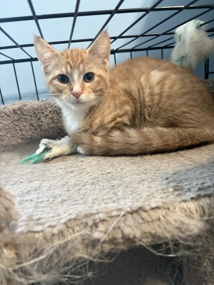 A baby small-sized male Domestic Short Hair cat named Legolas LH for adoption in Greenville, SC